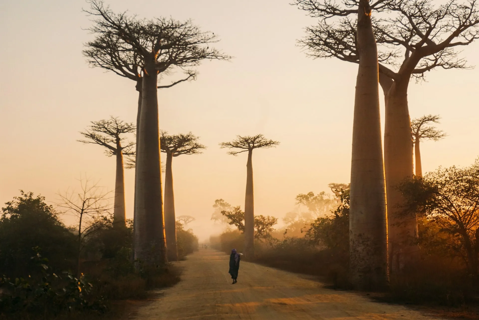 Paysage de baobabs à Madagascar